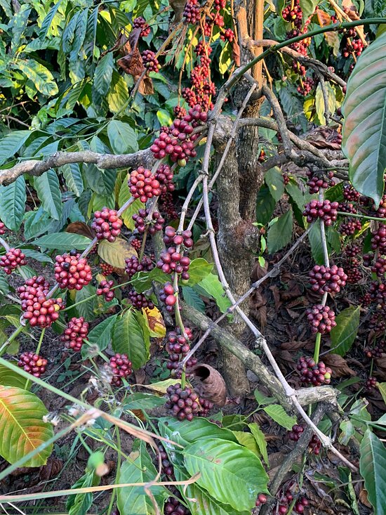 Kaffeekirschen aus Indien