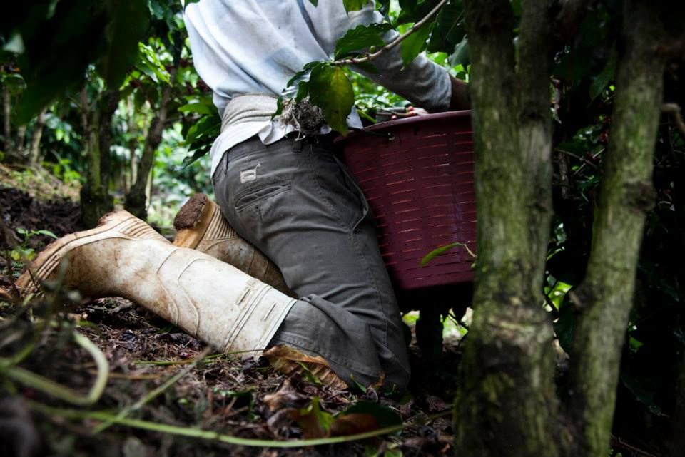 Die Hacienda Sonora Verarbeitung in Costa Rica