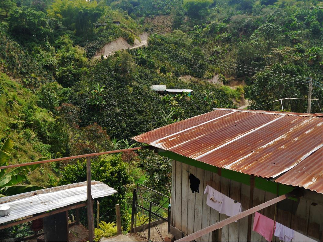 Die El Oasis Kaffeeernte in Kolumbien