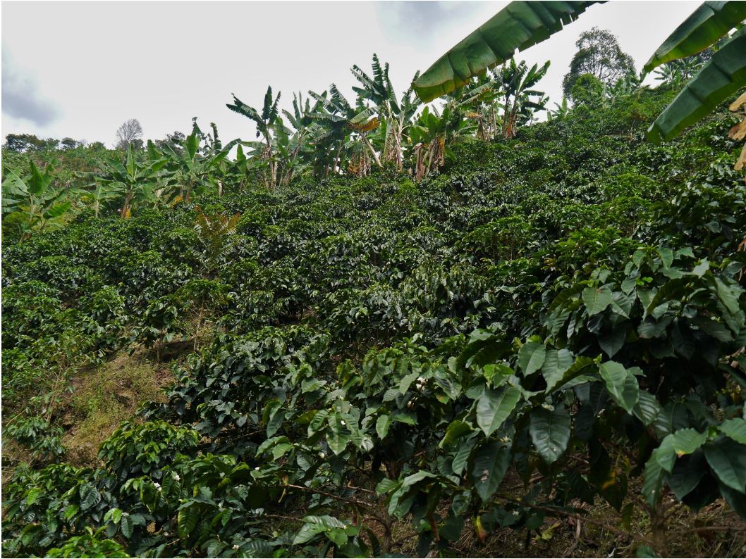 Pflanzen auf der El Oasis in Kolumbien