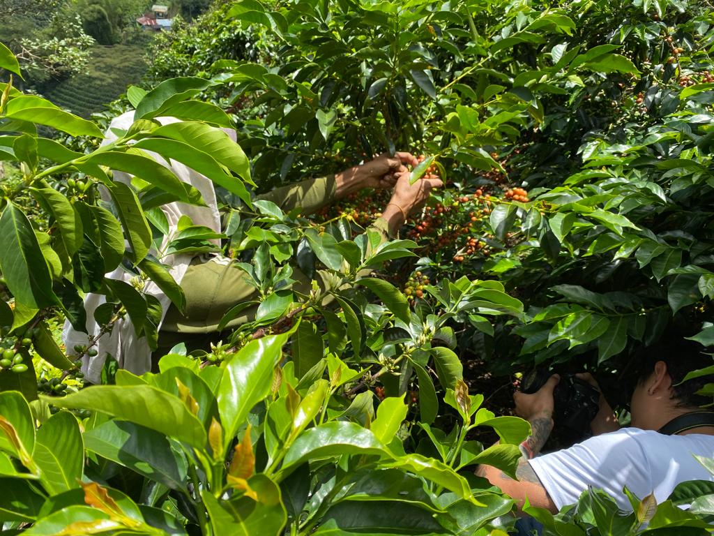 Kaffee Farm El Rincon während der Ernte