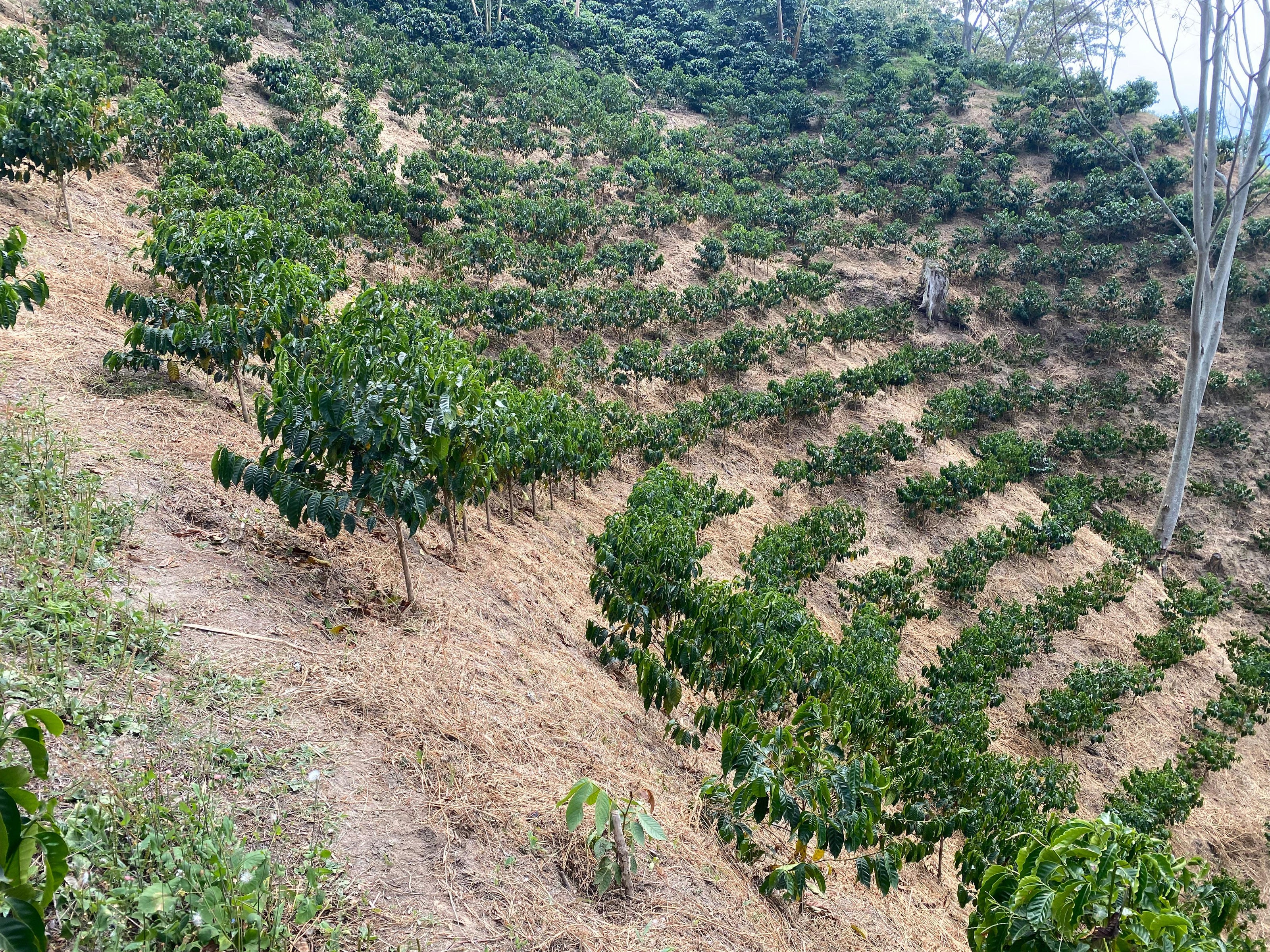 El Rincon Farm mit Kaffeepflanzen am Berg