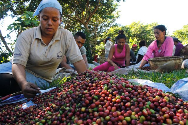 El Angel El Salvador Kaffeekirschen Ernte