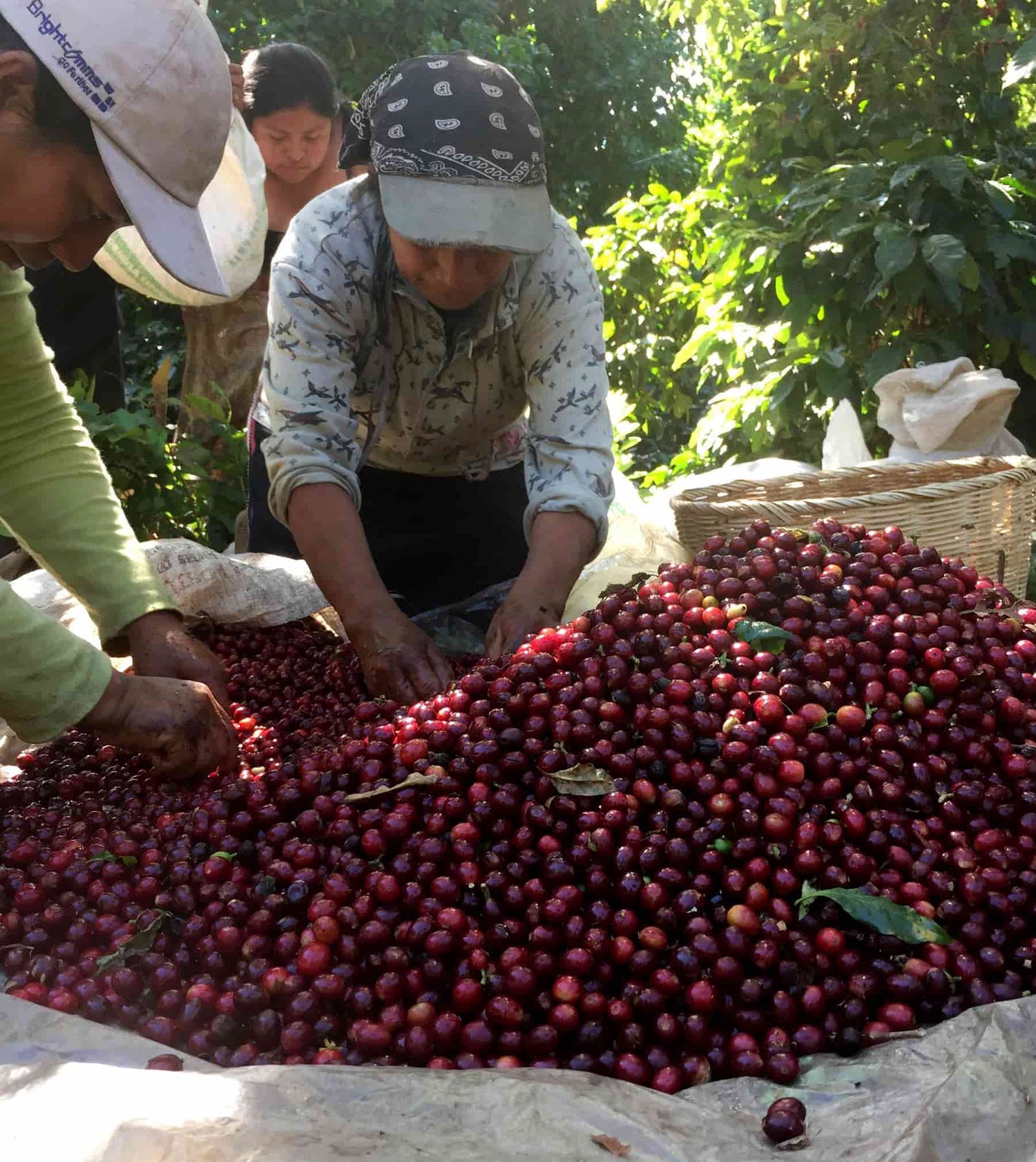 El Angel El Salvador Kaffeekirschen Sortierung