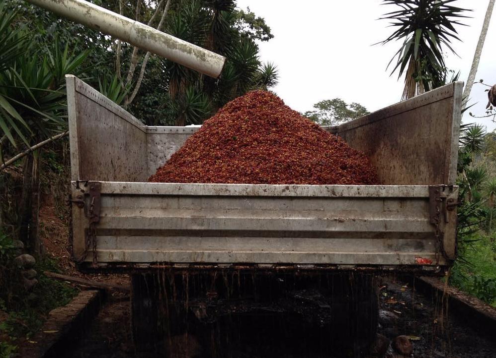 El Angel El Salvador Kaffeekirschen nach der Ernte