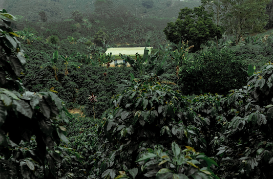 19grams El Placer Farm Kolumbien – üppiger Kaffeeanbau mit Farmgebäude im Hintergrund, Partnerfarm von 19grams Coffee Roasters Berlin