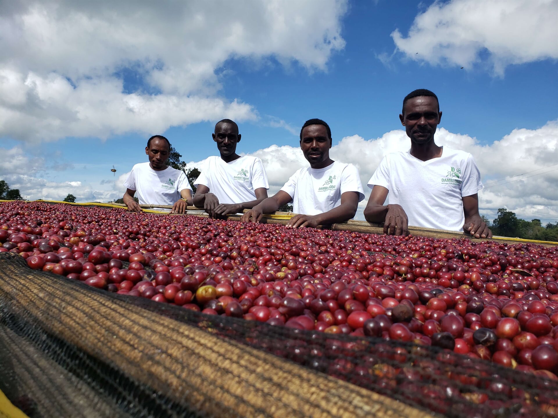Sookoo Washing Station in Äthiopien - 19grams Partner in Guji - Kaffeefarmer-Team bei der Qualitätskontrolle von Arabica-Kaffeekirschen auf traditionellen Trocknungsbetten