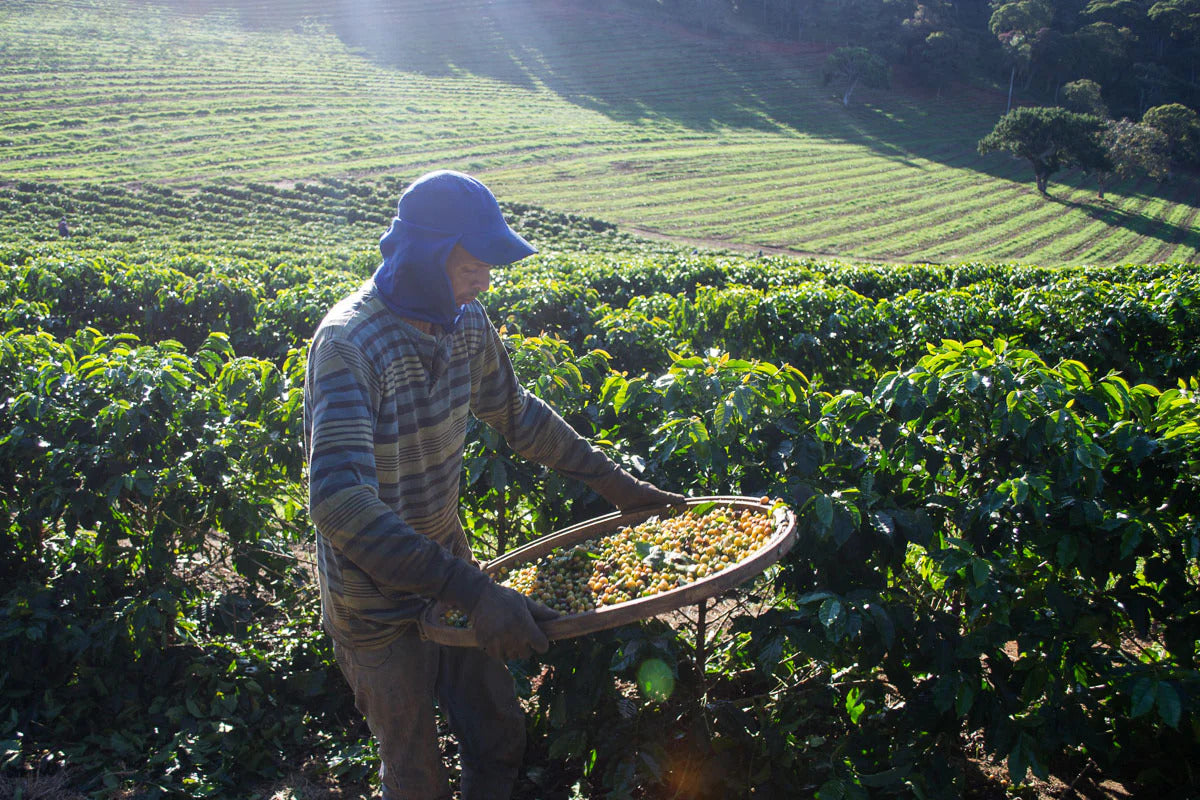Ruanda Kaffee Plantage und Verarbeitung