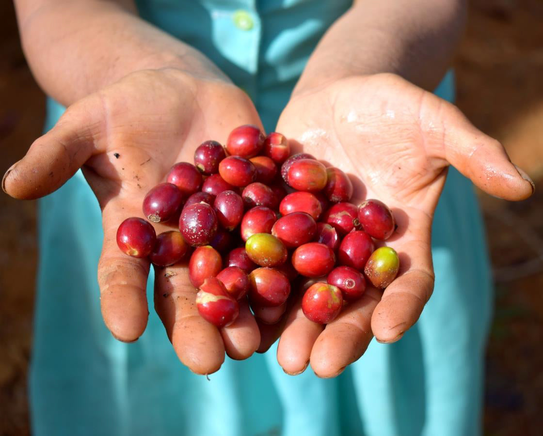 Kaffeekirschen in der Hand