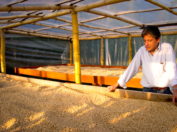 Kaffeefarmer auf der Hacienda Sonora begutachtet die getrockneten Kaffeekirschen
