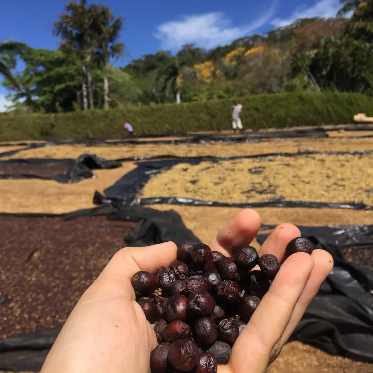 Hacienda naturaler Prozess