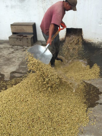 Gewaschene Bohnen in Guatemala