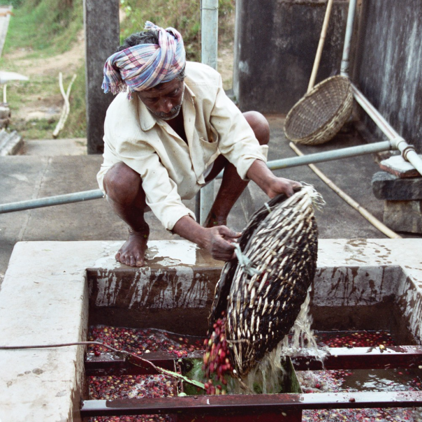 Kaffeefarm in Indien