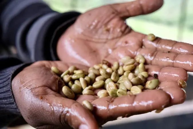 Iyego Washed Coffee