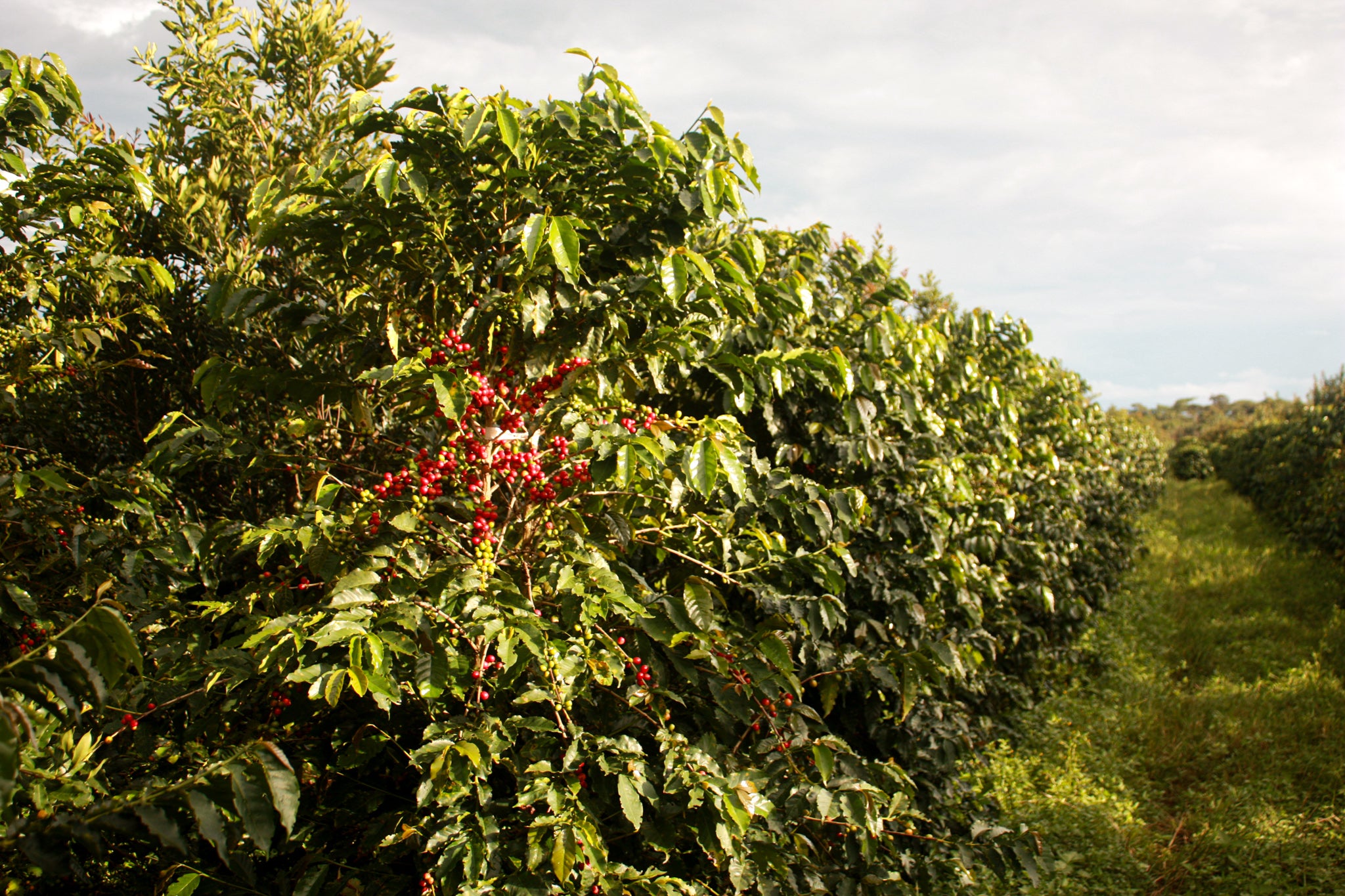 Zambia Kachipapa Farm Kaffeepflanze