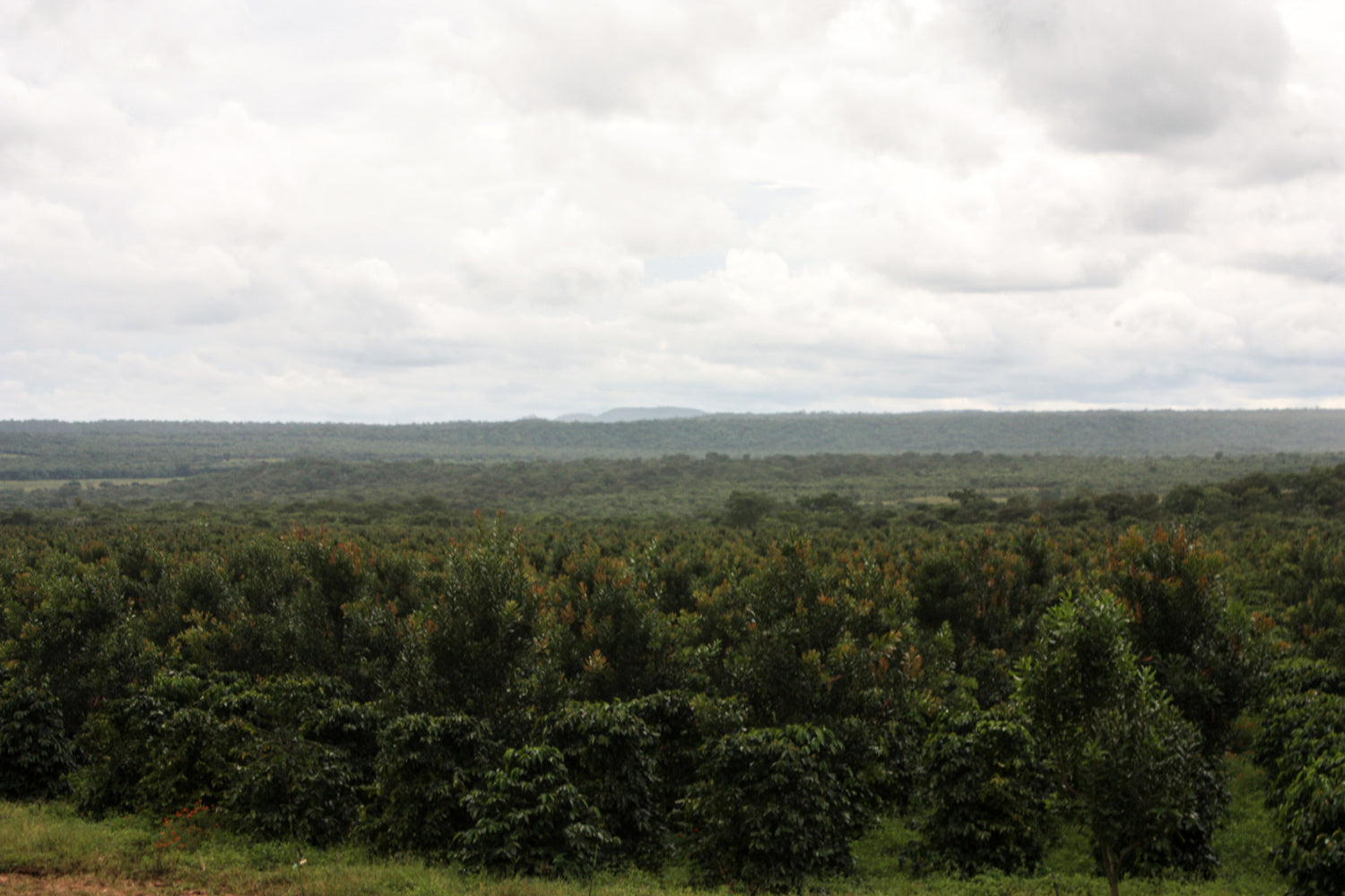 Zambia Kachipapa Farm Birdview