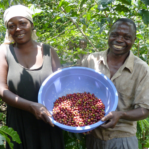 Kaffee Ernte in Congo