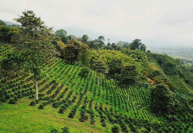19grams El Placer Finca Kolumbien – Kaffeeplantage auf Berghang mit terrassierten Kaffeebäumen, Partnerfarm von 19grams Coffee Roasters Berlin