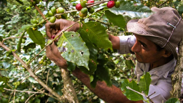 Kaffeeanbau in Kuba