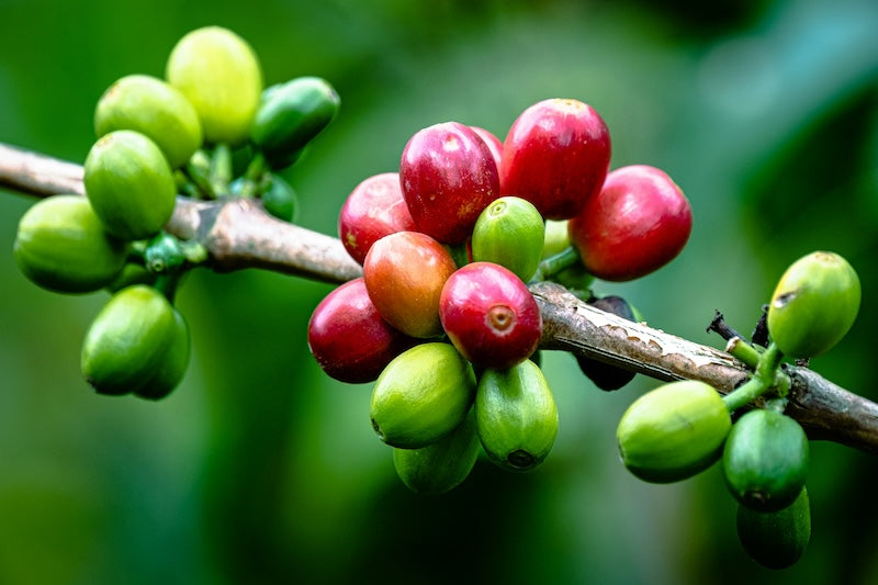 Verschieden reife Kaffeekirschen