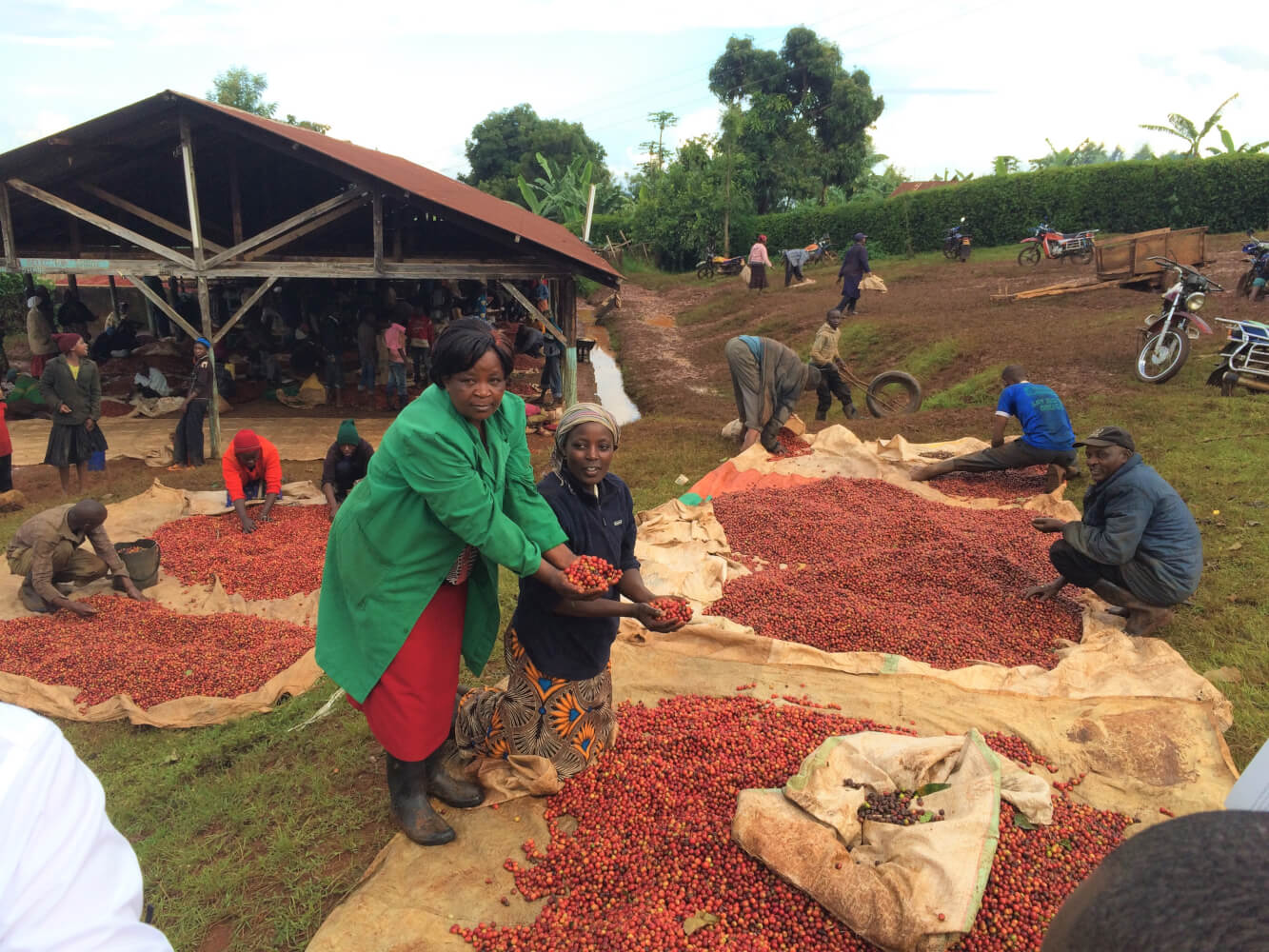 19grams Kenya Rungeto Kii AA Kaffeeernte