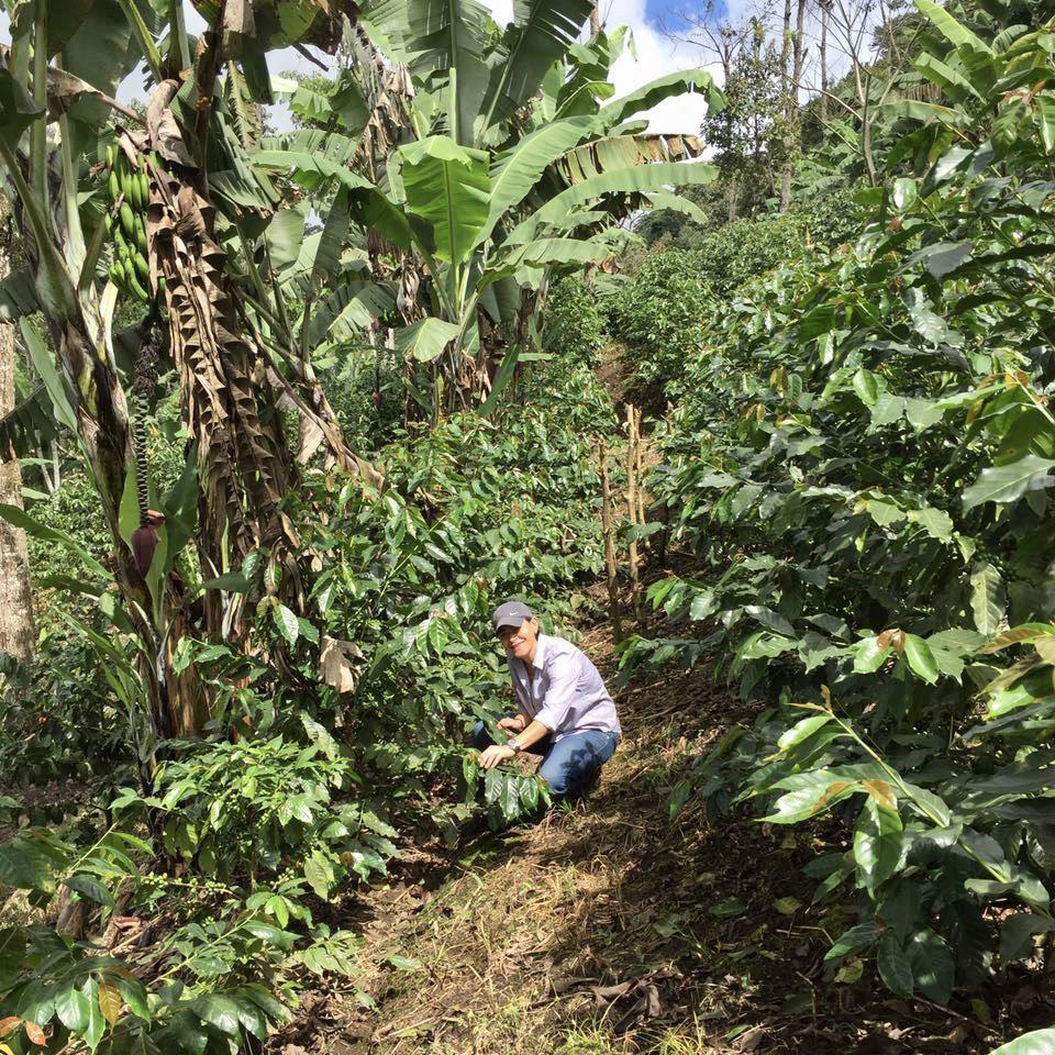 Limoncillo Kaffeeplantage mit Farmer