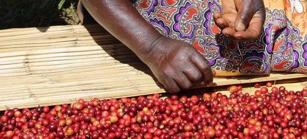 Malawi Geisha Mzuzu Cooperative Harvest