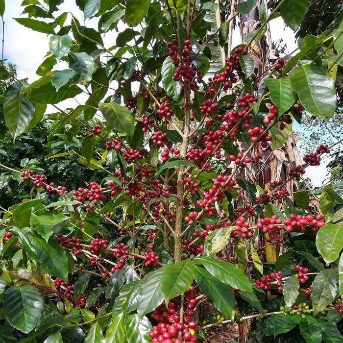 Limoncillo Kaffeeplantage