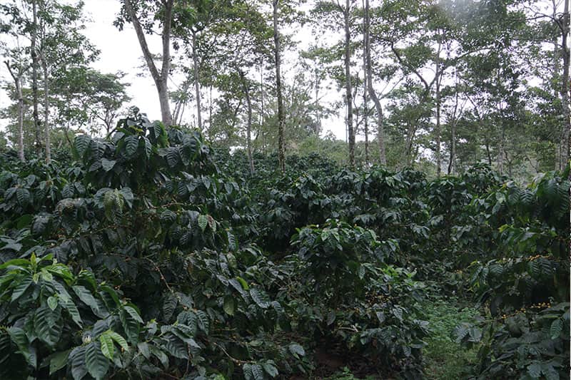 Kaffeeplantage Nilimoncillo