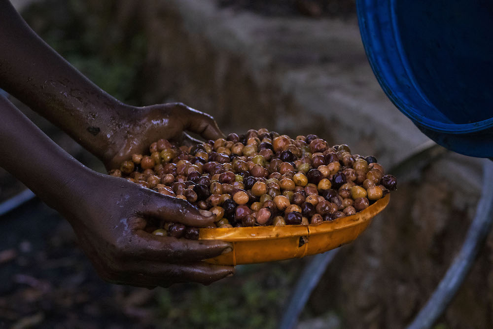 Natural Processing Gatta Farm in Ethiopia