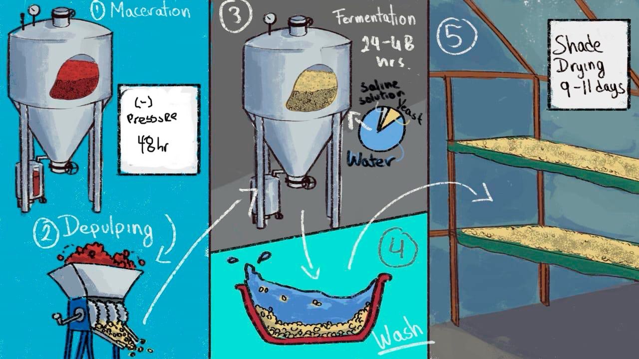 4Llamas Kaffeeverarbeitungs-Illustation