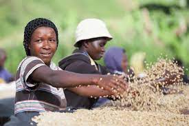 Ruanda Kaffee Verarbeitung