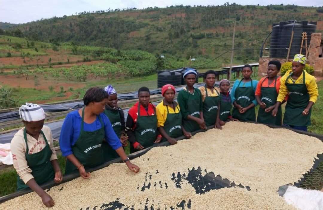 Ruanda Kaffee Plantage und Verarbeitung