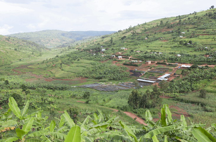 Rwanda Kaffeeplantage