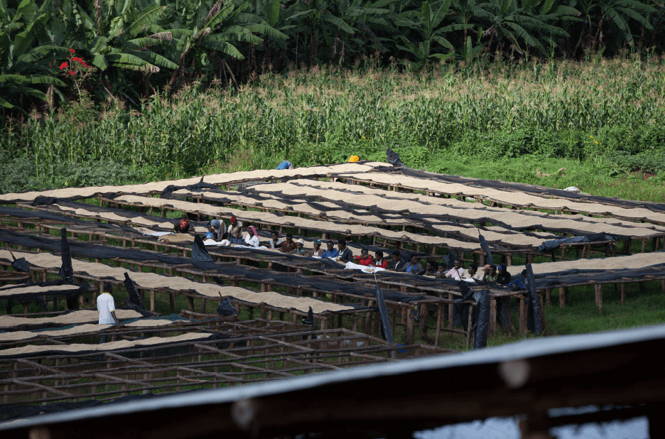 Ruanda Kaffee Plantage und Verarbeitung