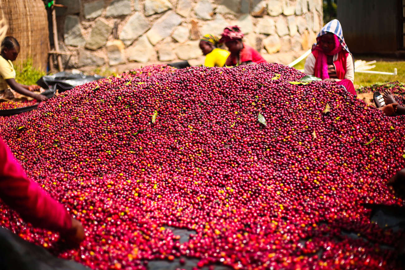Shantawene Gatta coffee Harvest
