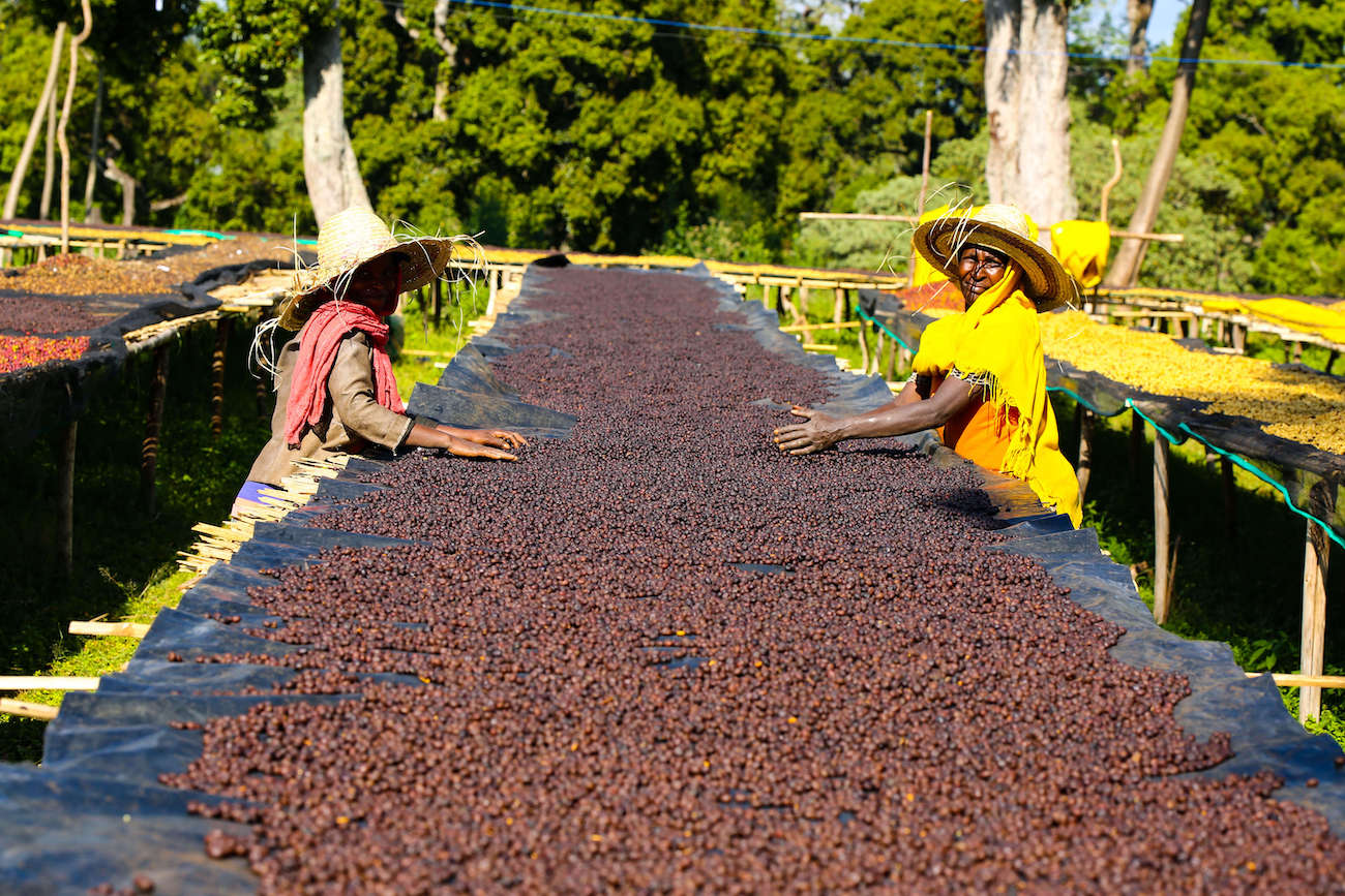 Shantawene Gatta drying Coffee-Cherries in Natural Processing