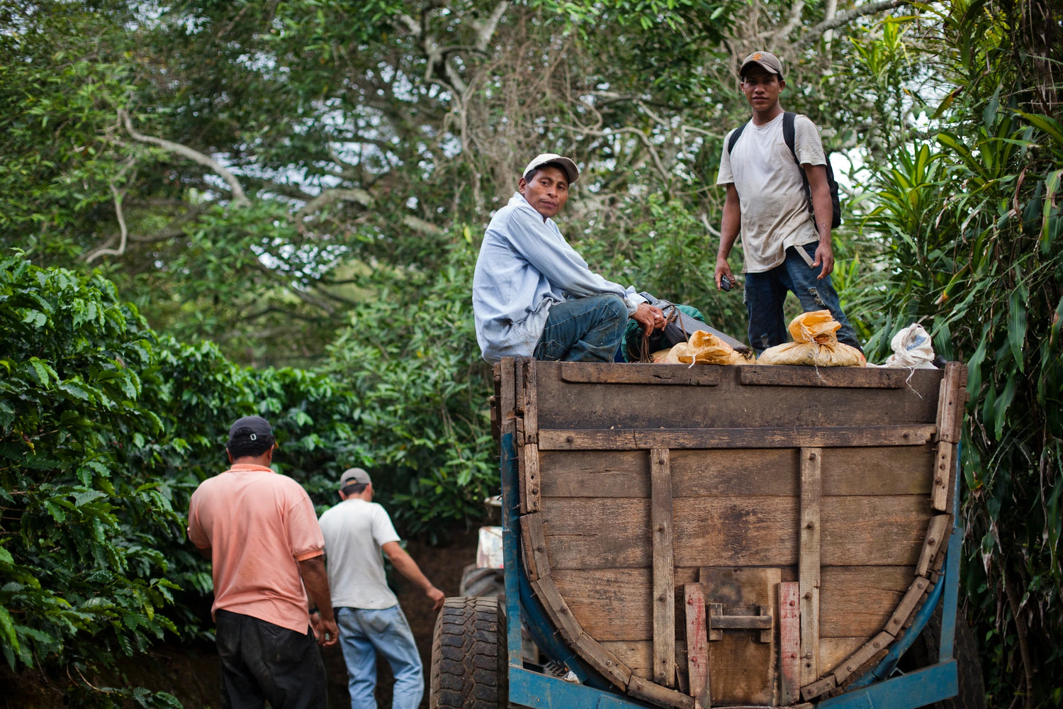 Sonora Kaffeeernte mit Transportwagen
