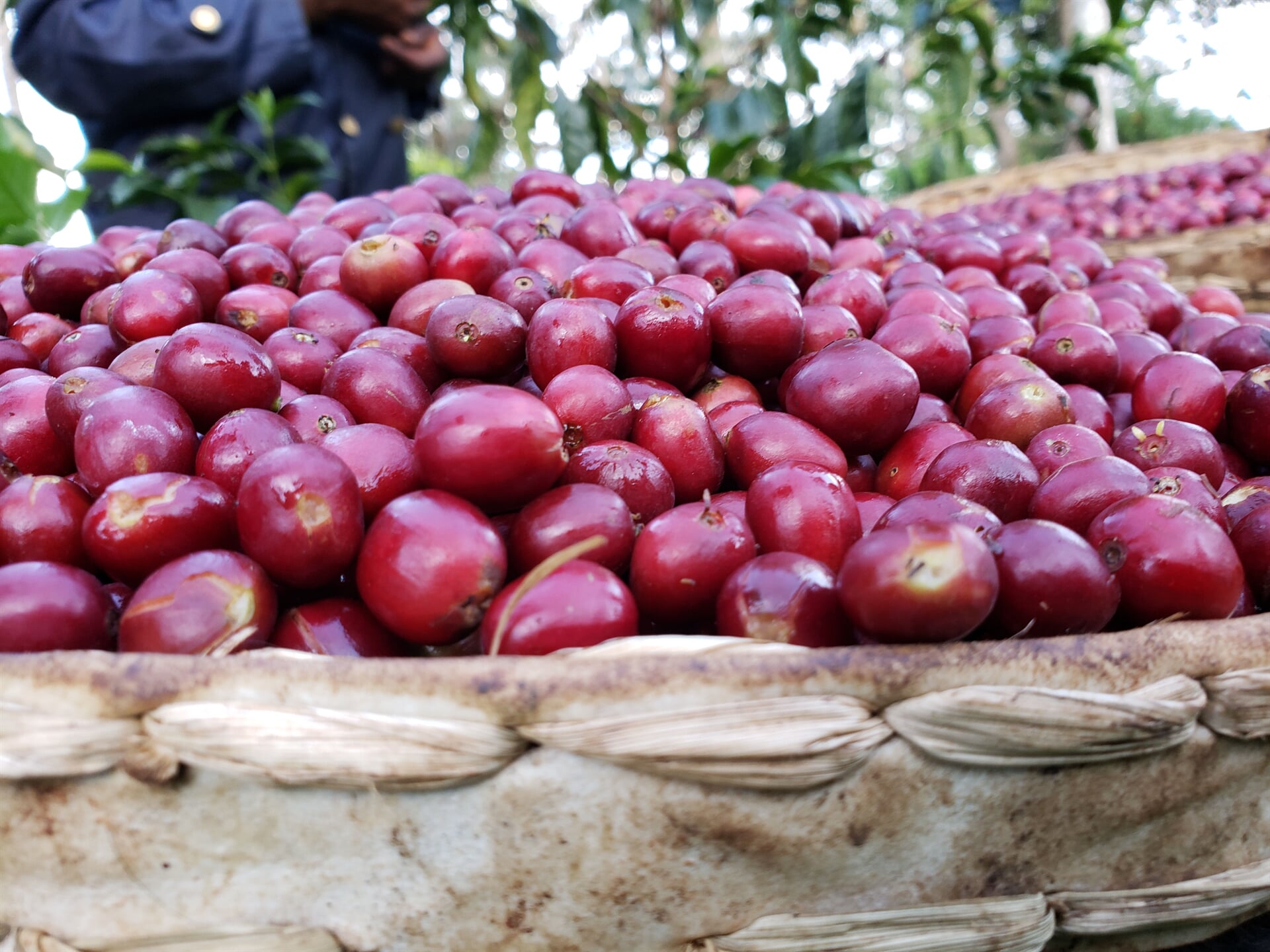 Sookoo Kaffeeernte in Guji, Äthiopien. Handgepflückte Kaffeekirschen für 19grams - Perfekt gereifte Arabica-Kaffeefrüchte direkt nach der selektiven Ernte in Hochland-Plantage
