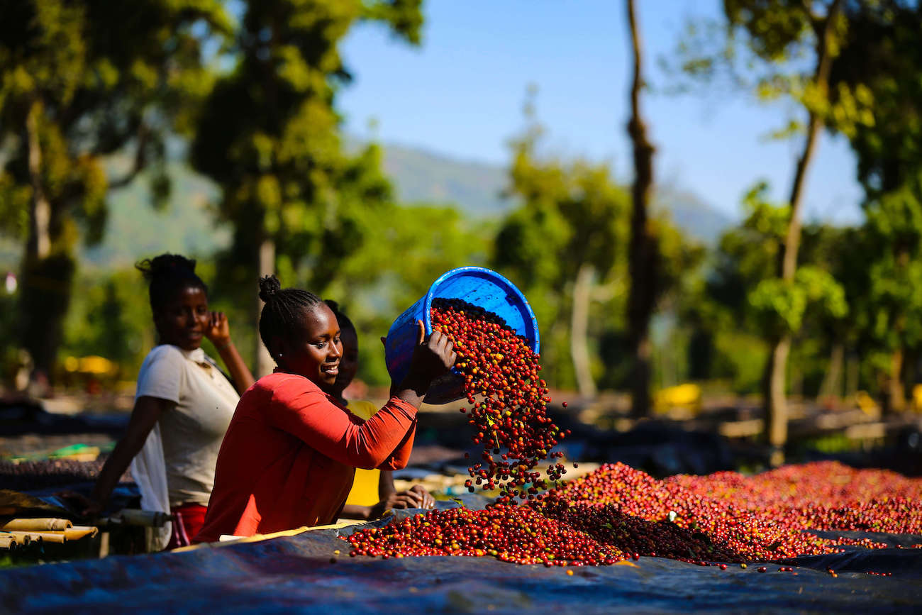 Stantawene Gatta Coffee Harvest raised beds