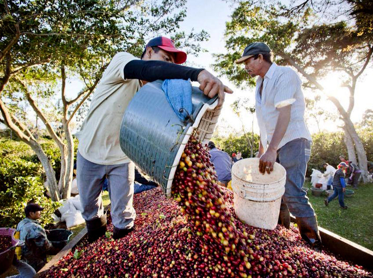 Kaffeefarmer füllt Kaffeekirschen auf der Hacienda Sonora um
