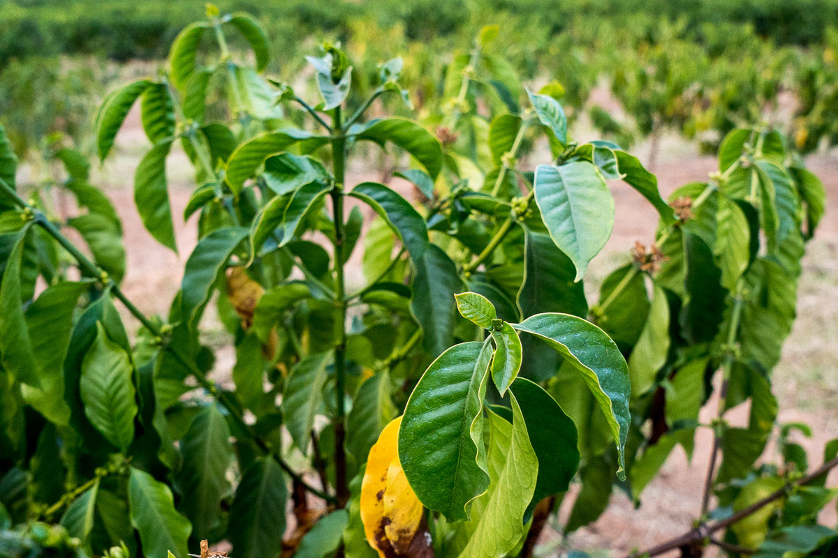 Kaffeepflanzen auf der Fazenda Santuário Sul in Brasilien – Specialty Coffee Herkunft für 19grams Coffee Roasters Berlin
