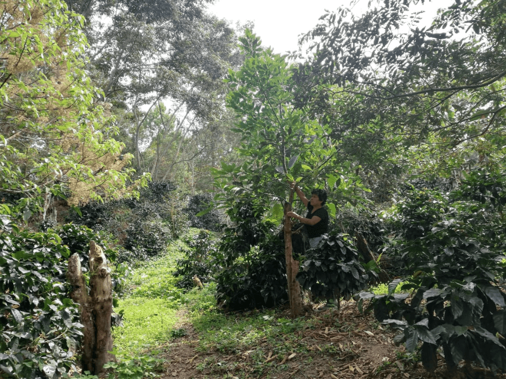 Die Farm Villa Aurora in Peru