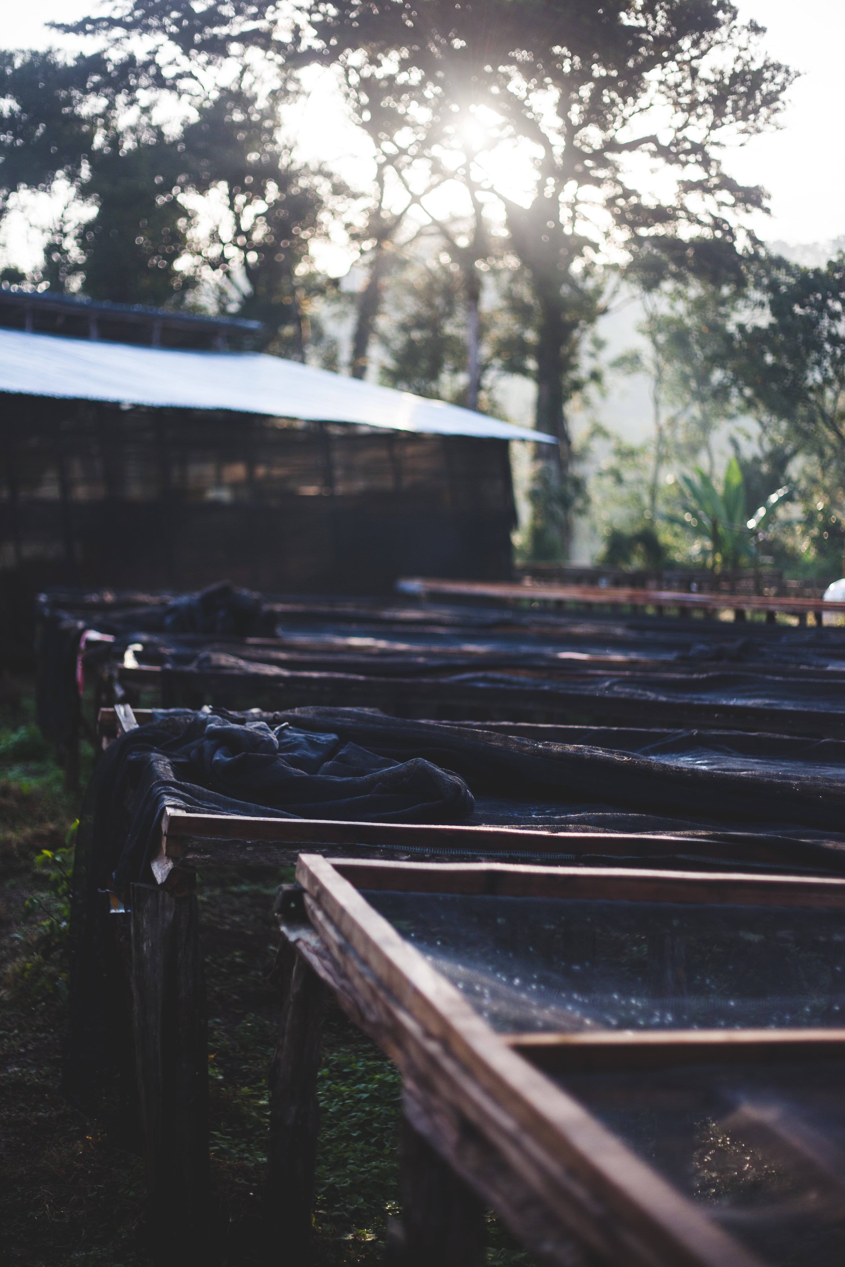 Kawo Farm Äthiopien Dryingbed