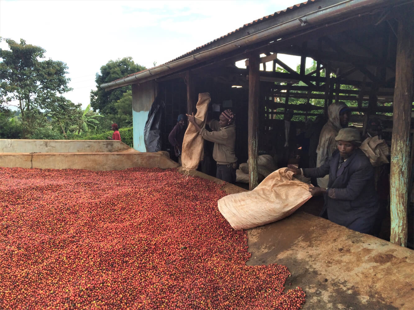 19grams Kenya rungeto kii kaffeeernte kaffeekirschen