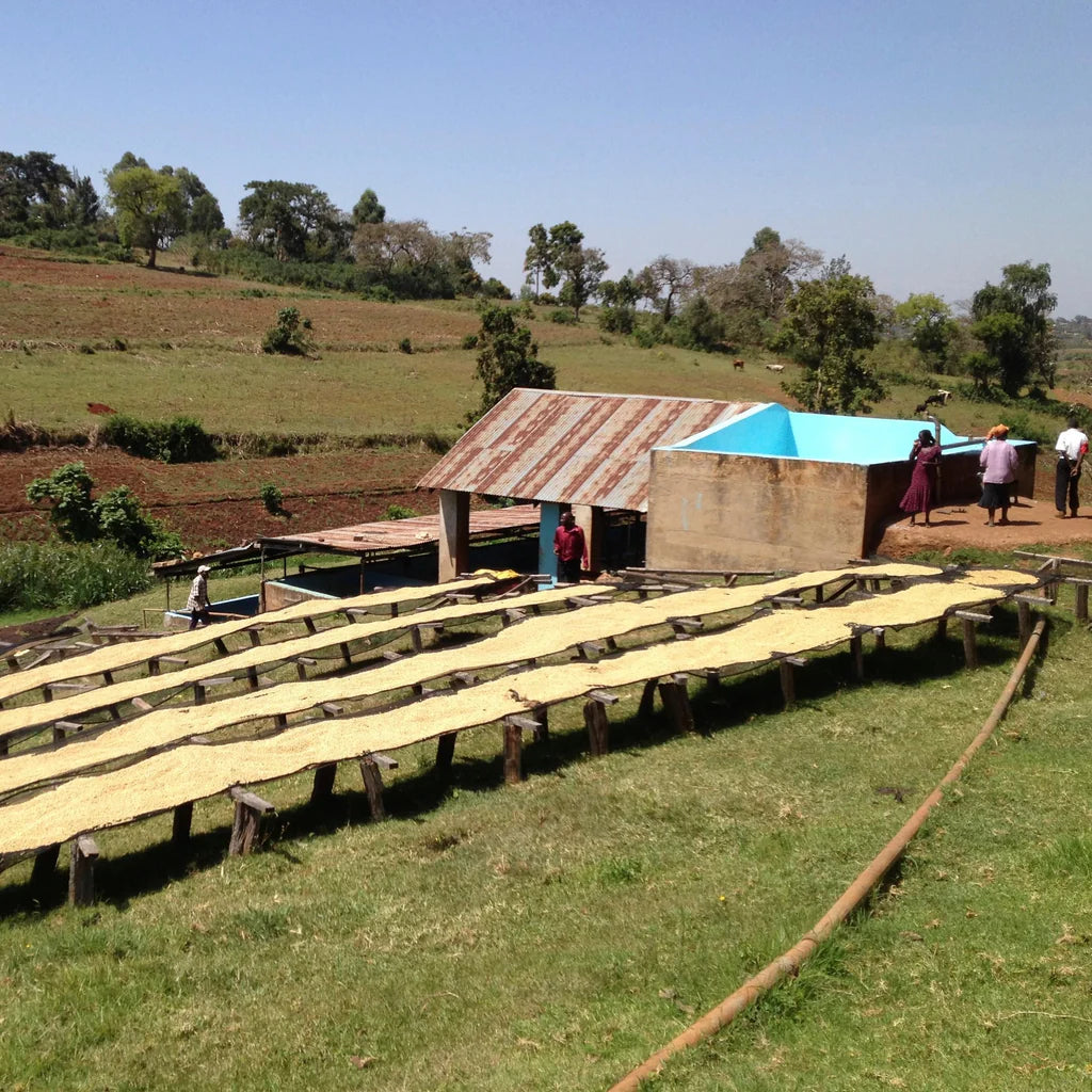 19grams Gakuyuini AA Farm in Kenia 