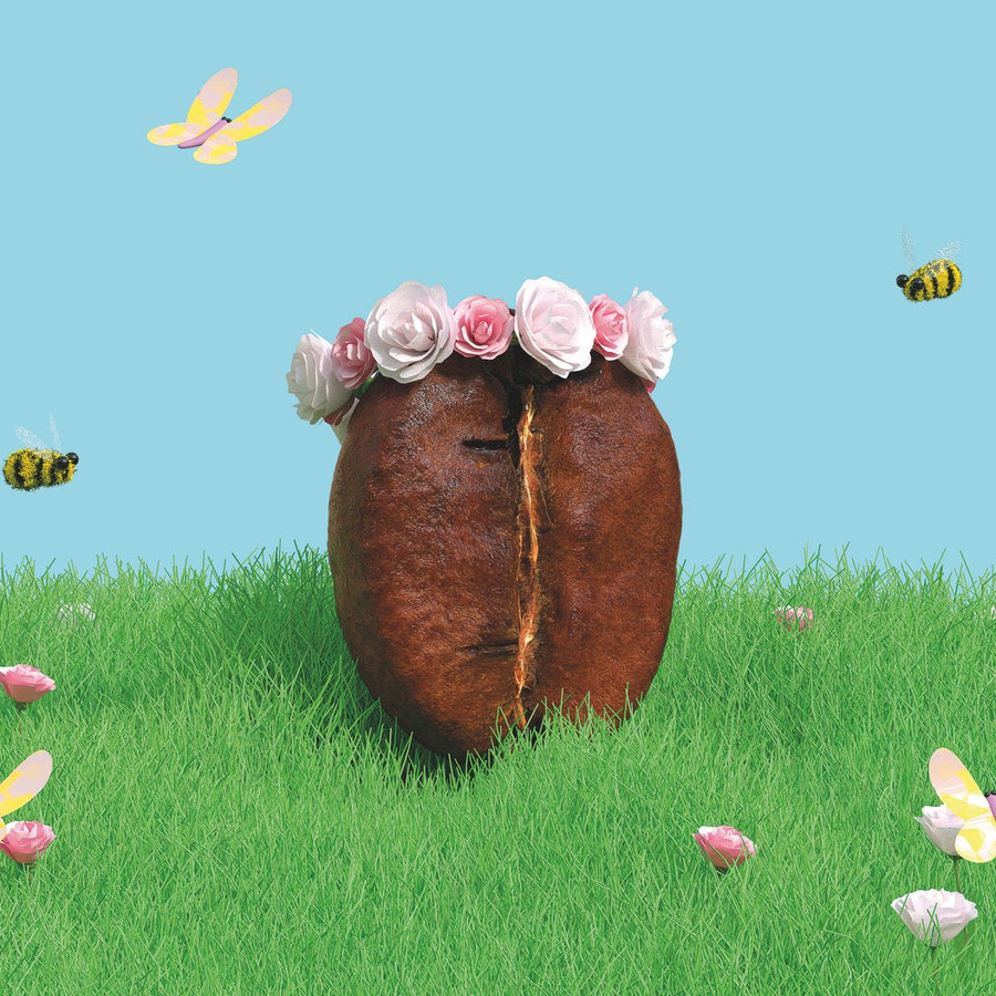 Nahaufnahme der Spring-Bloom-Bohne mit Rosenkranz im Gras