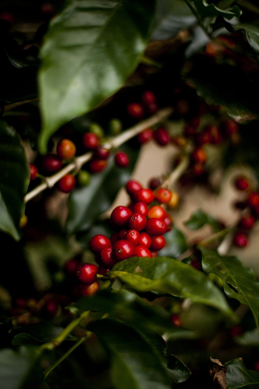 Rote Kaffeekirschen von der Sonora Farm