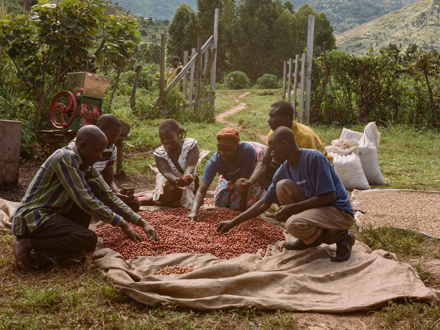 Uganda Rwenzori Coffee Farmer picking