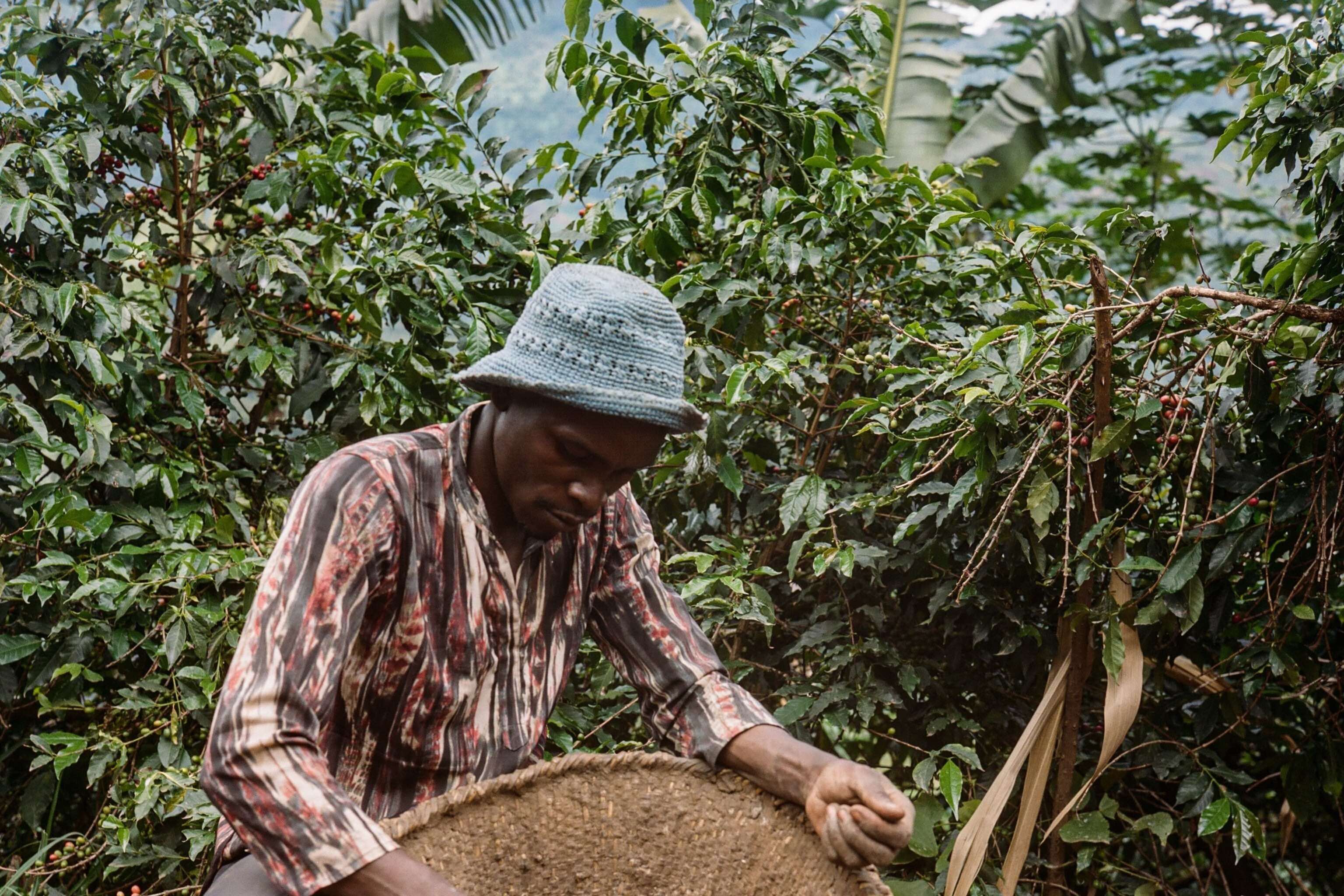 Uganda Rwenzori Farmer Picking